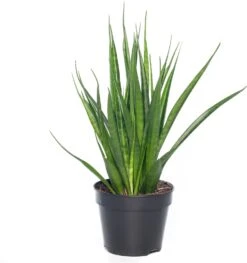 Vrouwentong (Sansevieria Kirkii 'Friends') D 15 H 40 Cm