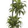 Drakenbloedboom (Dracaena Fragrans 'Dorado') D 24 H 130 Cm 2 Drakenbloedboom (Dracaena Fragrans 'Dorado') D 24 H 130 Cm -Groene Bloom Winkel 8717263111160 1