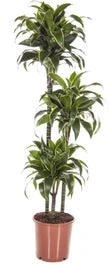 Drakenbloedboom (Dracaena Fragrans 'Dorado') D 24 H 130 Cm