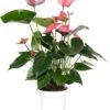 Flamingoplant (Anthurium Andreanum 'Pink Champion') D 14 H 50 Cm 1 Flamingoplant (Anthurium Andreanum 'Pink Champion') D 14 H 50 Cm -Groene Bloom Winkel 8717263112136 3 1