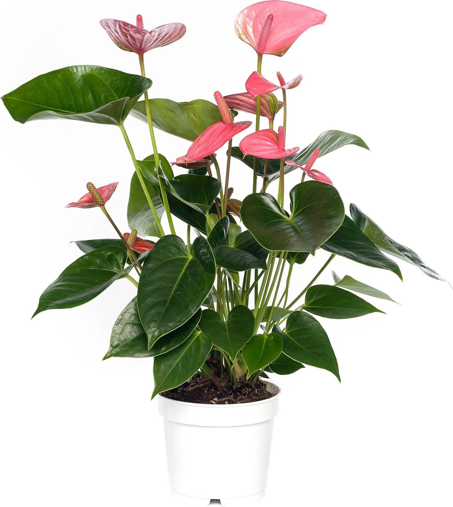 Flamingoplant (Anthurium Andreanum 'Pink Champion') D 14 H 50 Cm 3 Flamingoplant (Anthurium Andreanum 'Pink Champion') D 14 H 50 Cm