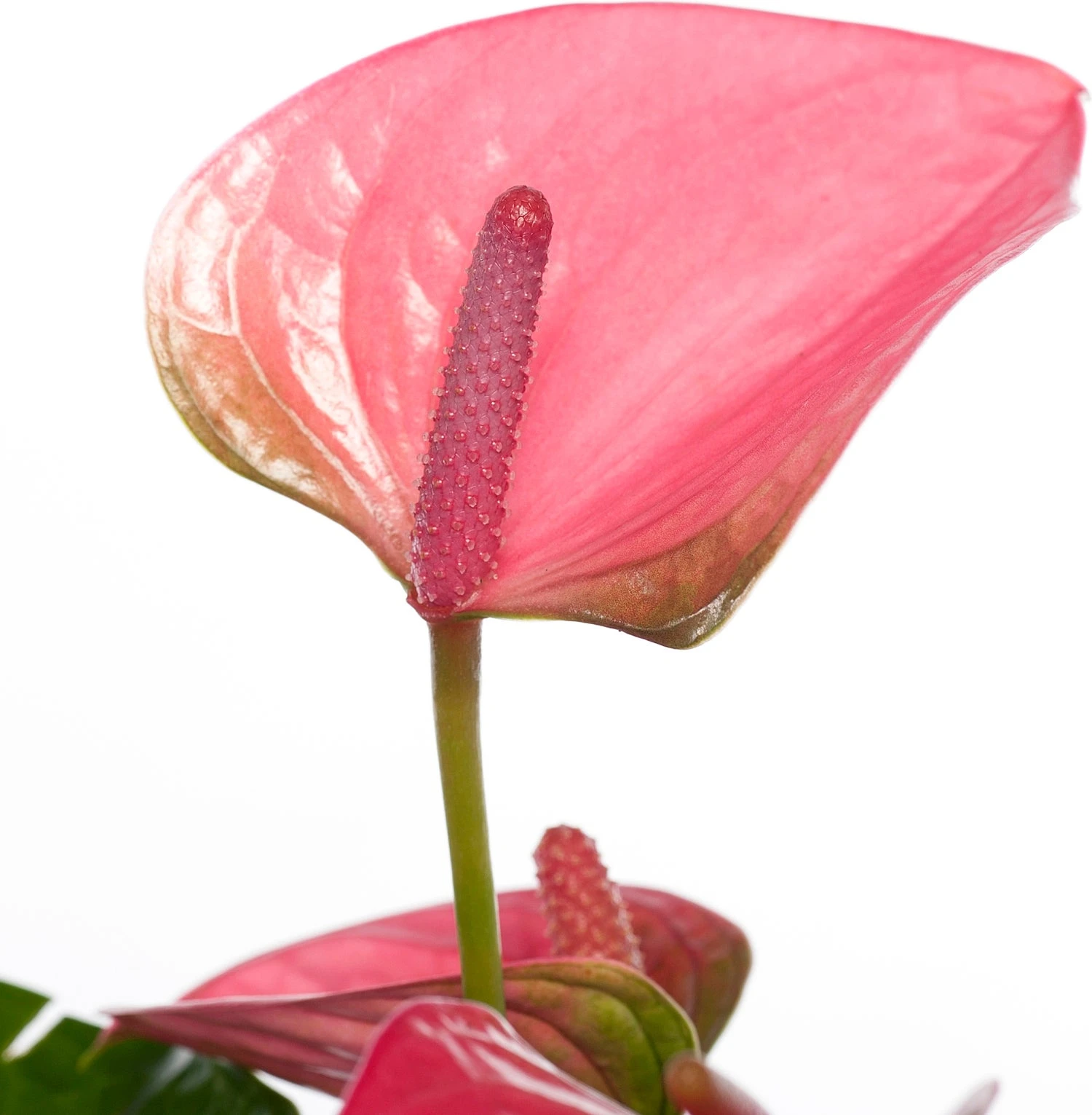 Flamingoplant (Anthurium Andreanum 'Pink Champion') D 14 H 50 Cm 4 Flamingoplant (Anthurium Andreanum 'Pink Champion') D 14 H 50 Cm - Afbeelding 2