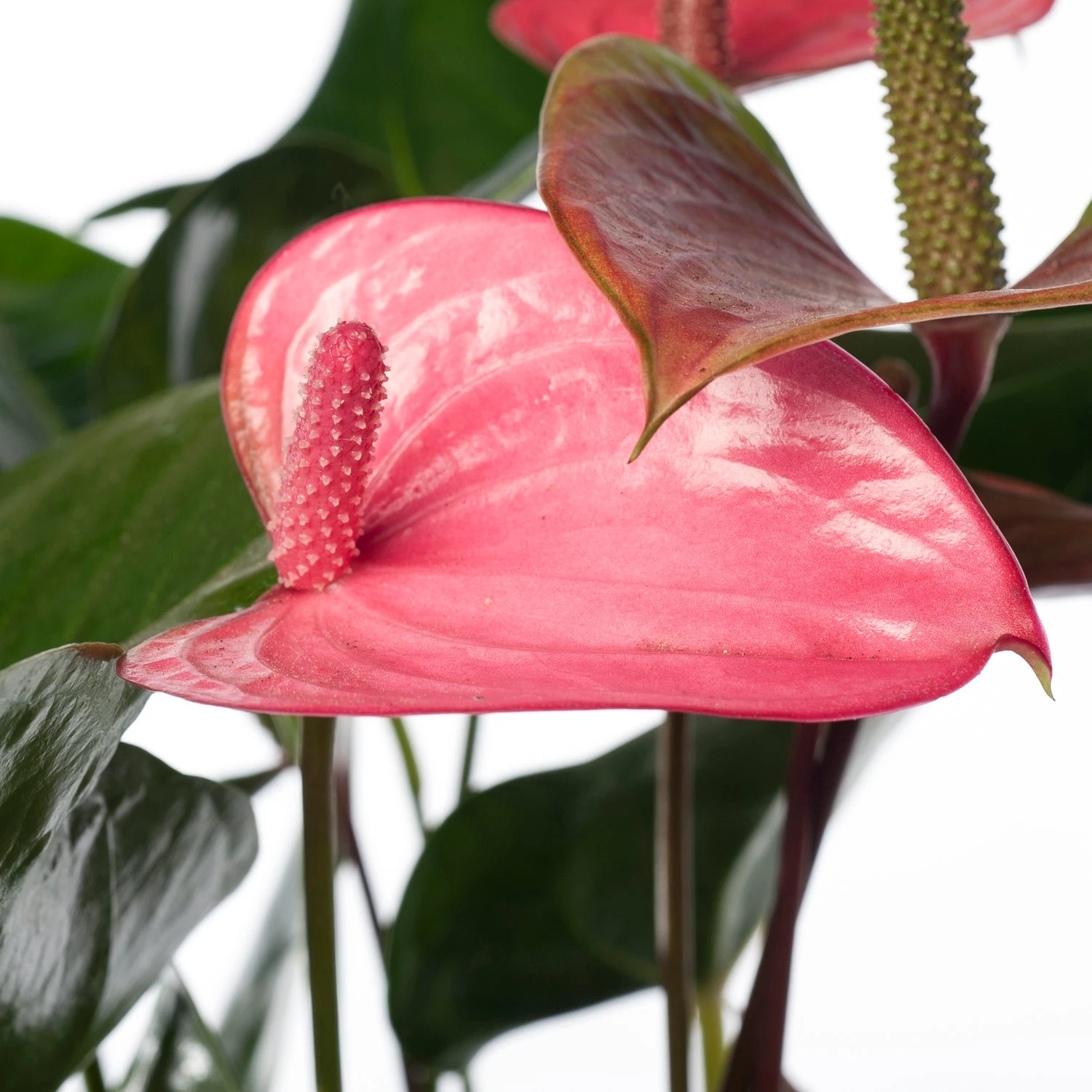 Flamingoplant (Anthurium Andreanum 'Pink Champion') D 17 H 60 Cm 4 Flamingoplant (Anthurium Andreanum 'Pink Champion') D 17 H 60 Cm - Afbeelding 2