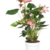 Flamingoplant (Anthurium Andreanum 'Pink Champion') D 17 H 60 Cm 1 Flamingoplant (Anthurium Andreanum 'Pink Champion') D 17 H 60 Cm -Groene Bloom Winkel 8717263112143 3 1