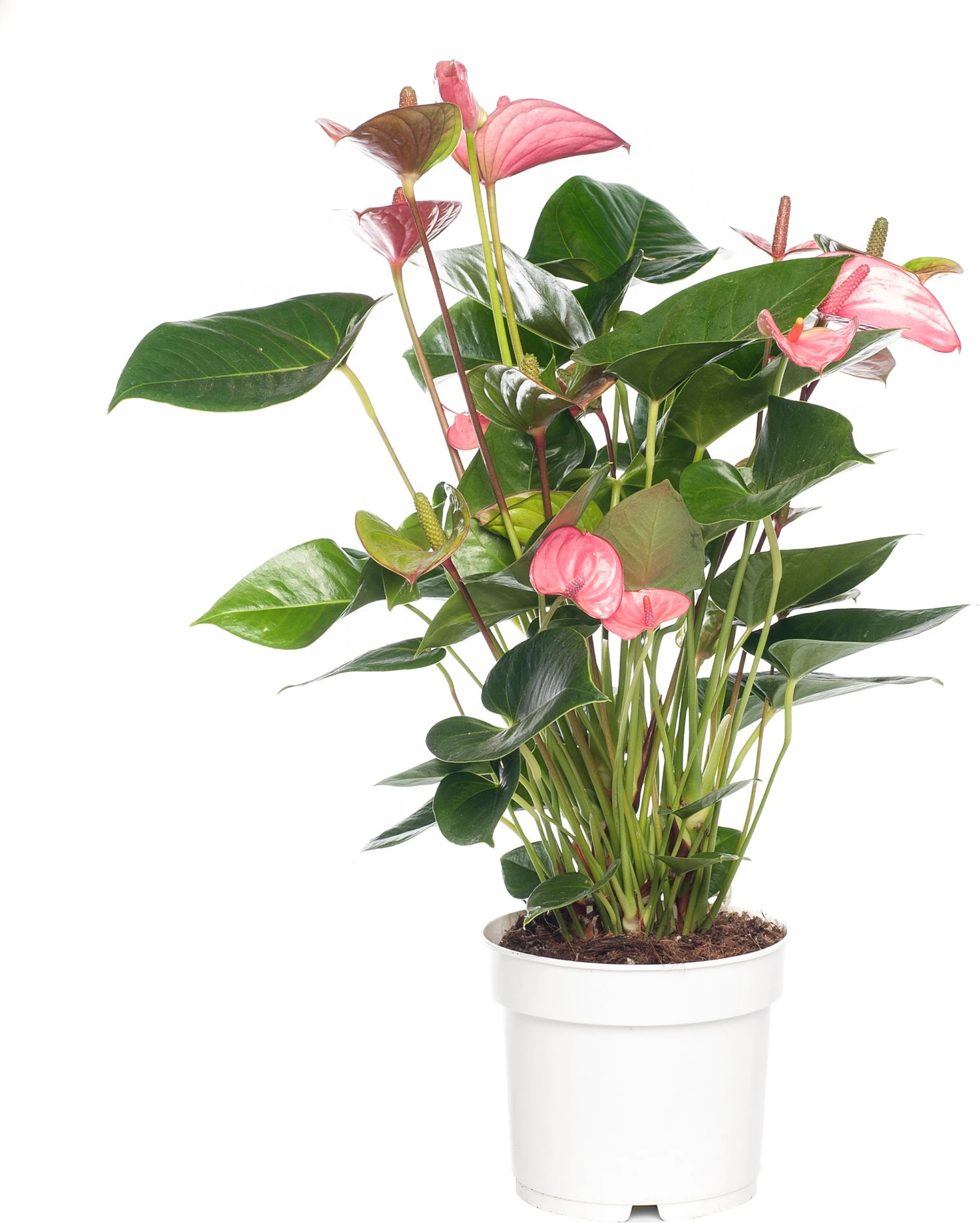 Flamingoplant (Anthurium Andreanum 'Pink Champion') D 17 H 60 Cm 3 Flamingoplant (Anthurium Andreanum 'Pink Champion') D 17 H 60 Cm