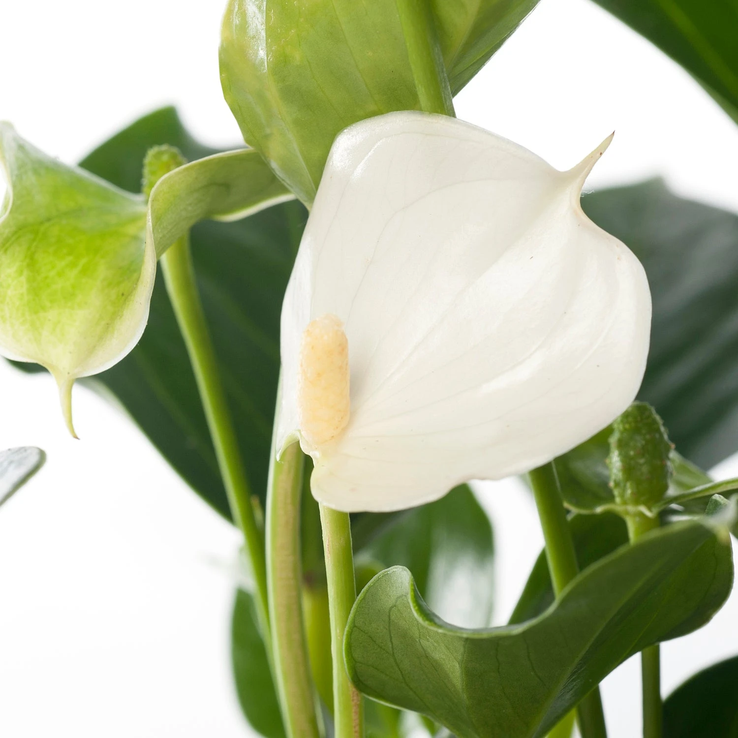 Flamingoplant (Anthurium Andreanum 'White Champion') D 9 H 30 Cm 4 Flamingoplant (Anthurium Andreanum 'White Champion') D 9 H 30 Cm - Afbeelding 2