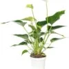 Flamingoplant (Anthurium Andreanum 'White Champion') D 9 H 30 Cm 2 Flamingoplant (Anthurium Andreanum 'White Champion') D 9 H 30 Cm -Groene Bloom Winkel 8717263112266 2