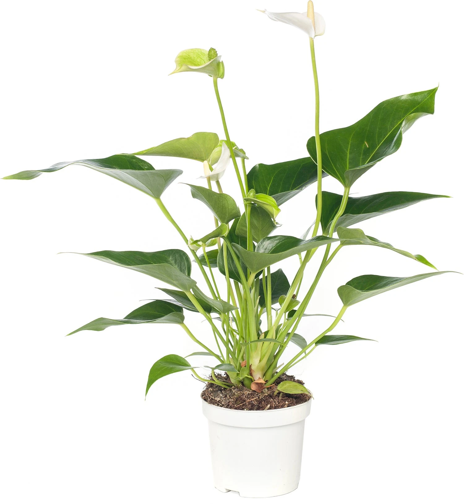 Flamingoplant (Anthurium Andreanum 'White Champion') D 9 H 30 Cm 3 Flamingoplant (Anthurium Andreanum 'White Champion') D 9 H 30 Cm