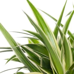 Graslelie (Chlorophytum Comosum 'Ocean') D 12 H 15 Cm -Groene Bloom Winkel 8717263112532 1 1