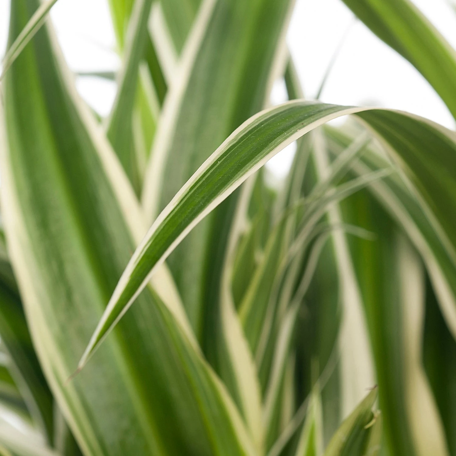 Graslelie (Chlorophytum Comosum 'Ocean') D 15 H 20 Cm 4 Graslelie (Chlorophytum Comosum 'Ocean') D 15 H 20 Cm - Afbeelding 2