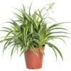 Graslelie (Chlorophytum Comosum 'Ocean') D 15 H 20 Cm -Groene Bloom Winkel 8717263112549 3 1