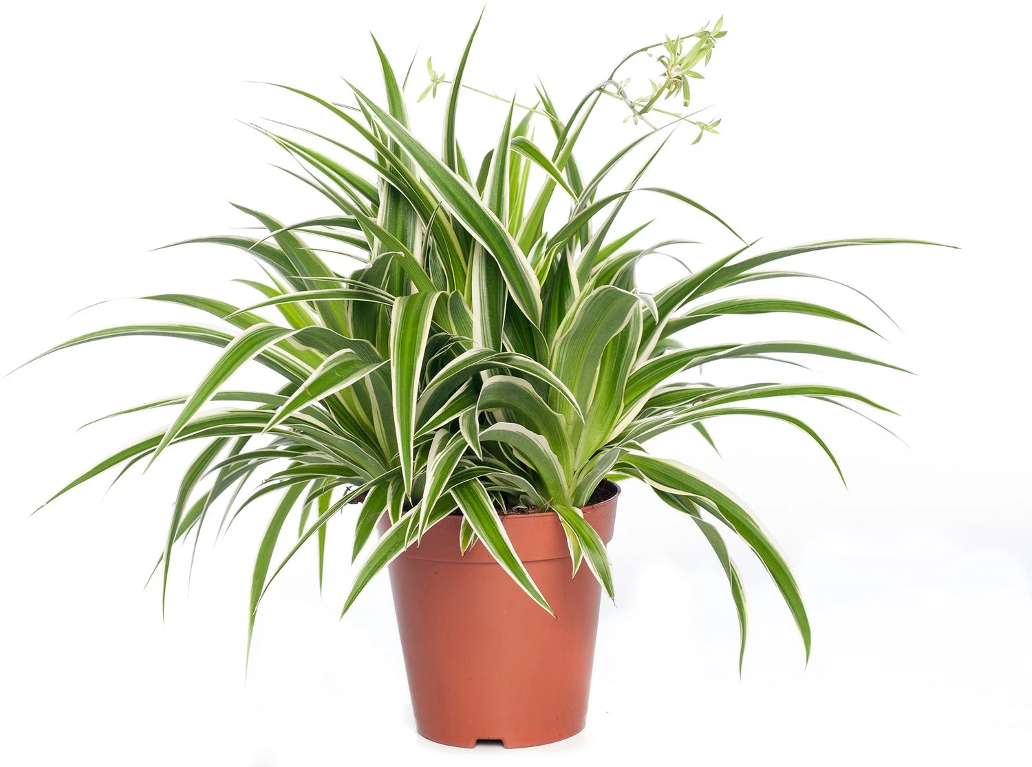 Graslelie (Chlorophytum Comosum 'Ocean') D 15 H 20 Cm 3 Graslelie (Chlorophytum Comosum 'Ocean') D 15 H 20 Cm