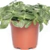 Mozaïekplant (Fittonia 'Mont Blanc') D 10,5 H 15 Cm -Groene Bloom Winkel 8717263112624 3 1