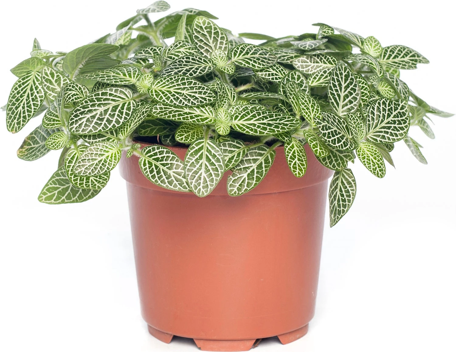 Mozaïekplant (Fittonia 'Mont Blanc') D 10,5 H 15 Cm 3 Mozaïekplant (Fittonia 'Mont Blanc') D 10,5 H 15 Cm