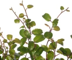 Muehlenbeckia (Muehlenbeckia Complexa 'Mao'ri') D 12 H 15 Cm -Groene Bloom Winkel 8717263112747 1 3