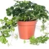 Suikerdruifje (Parthenocissus 'Striata') D 12 H 20 Cm -Groene Bloom Winkel 8717263112754 1 3 1