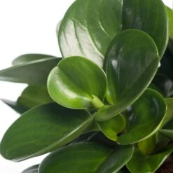 Peperomia (Peperomia Obtusifolia 'Green Gold') D 15 H 25 Cm 5 Peperomia (Peperomia Obtusifolia 'Green Gold') D 15 H 25 Cm -Groene Bloom Winkel 8717263112891 1 1