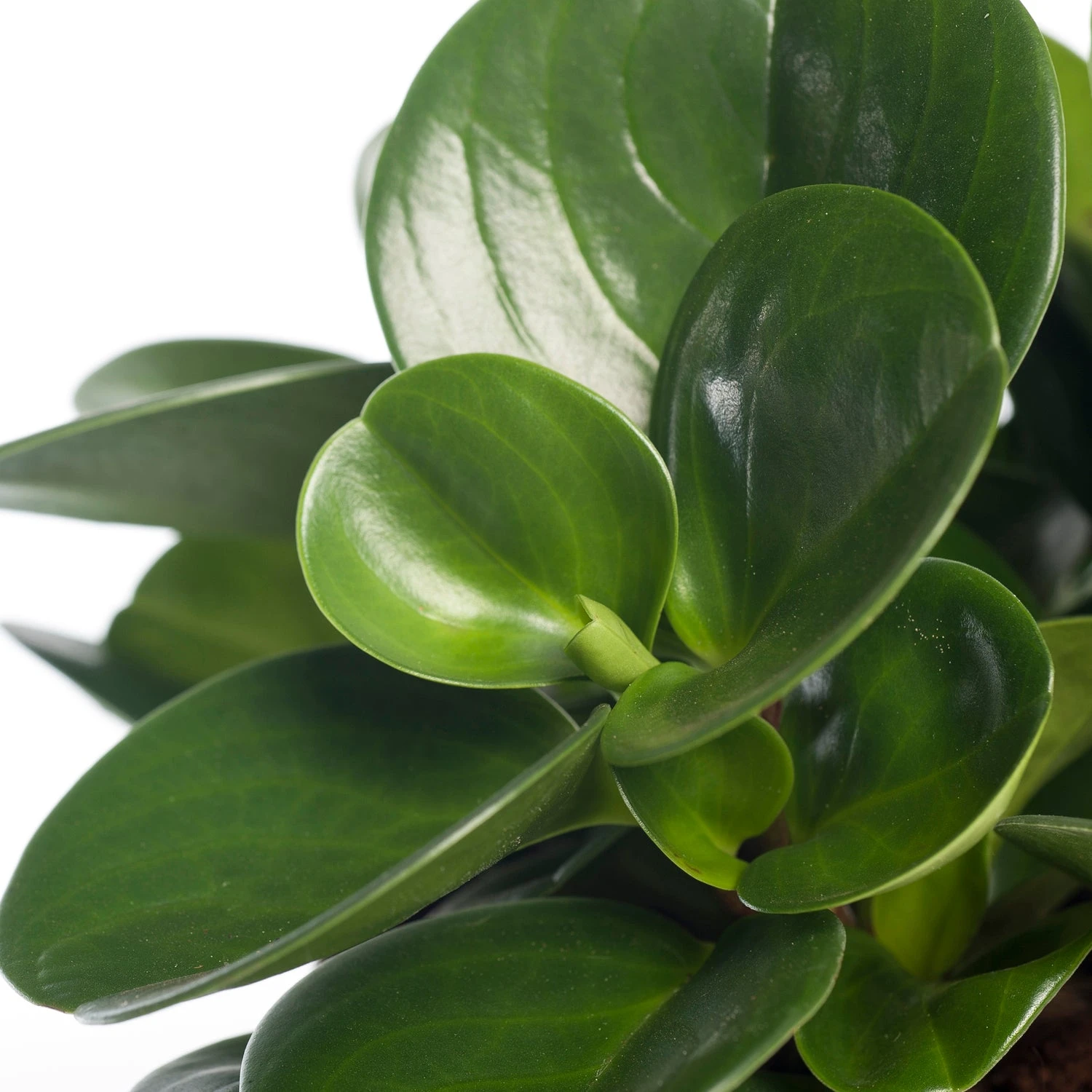 Peperomia (Peperomia Obtusifolia 'Green Gold') D 15 H 25 Cm 4 Peperomia (Peperomia Obtusifolia 'Green Gold') D 15 H 25 Cm - Afbeelding 2