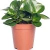 Peperomia (Peperomia Obtusifolia 'Green Gold') D 15 H 25 Cm 1 Peperomia (Peperomia Obtusifolia 'Green Gold') D 15 H 25 Cm -Groene Bloom Winkel 8717263112891 3 1