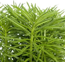 Kruiskruid (Senecio Archeri 'Himalaya') D 12 H 15 Cm