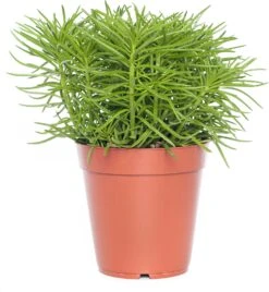 Kruiskruid (Senecio Archeri 'Himalaya') D 15 H 30 Cm