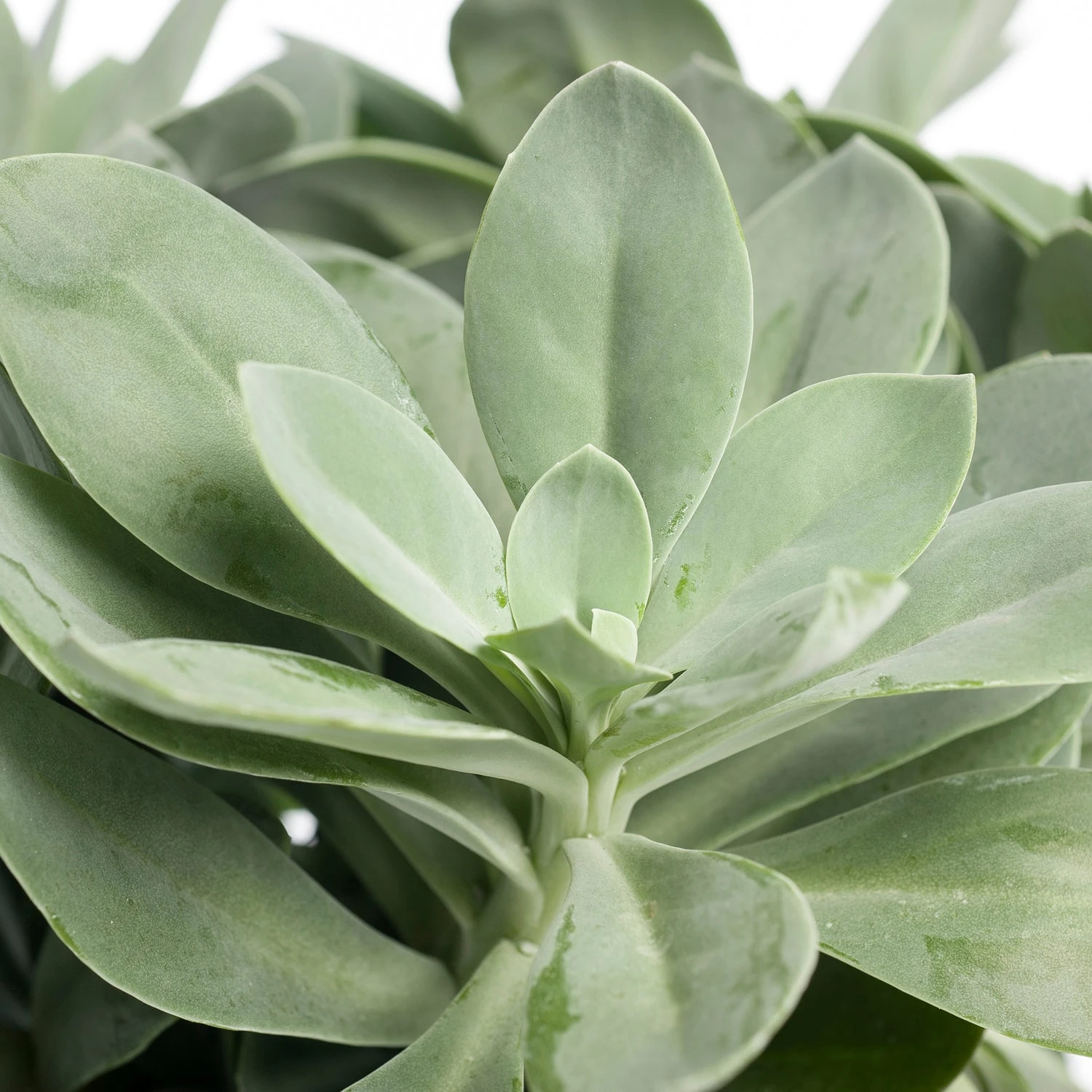 Kruiskruid (Senecio Mountain Fire 'Bright Bleu') D 12 H 20 Cm 4 Kruiskruid (Senecio Mountain Fire 'Bright Bleu') D 12 H 20 Cm - Afbeelding 2