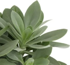 Kruiskruid (Senecio Mountain Fire 'Bright Bleu') D 12 H 20 Cm 7 Kruiskruid (Senecio Mountain Fire 'Bright Bleu') D 12 H 20 Cm -Groene Bloom Winkel 8717263113256 2 1