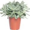 Kruiskruid (Senecio Mountain Fire 'Bright Bleu') D 12 H 20 Cm -Groene Bloom Winkel 8717263113256 3 1