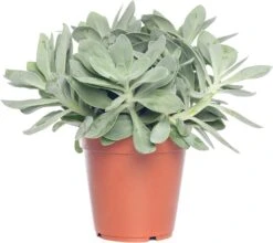 Kruiskruid (Senecio Mountain Fire 'Bright Bleu') D 12 H 20 Cm