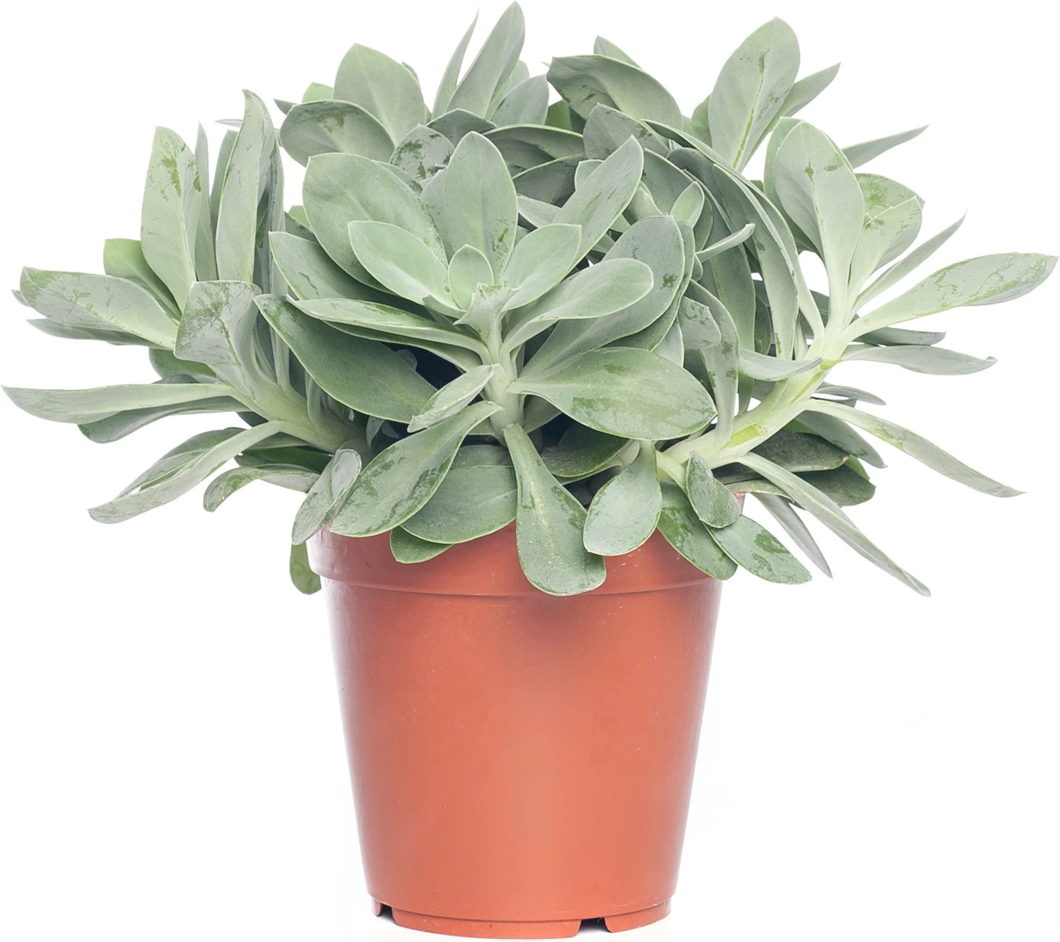 Kruiskruid (Senecio Mountain Fire 'Bright Bleu') D 12 H 20 Cm 3 Kruiskruid (Senecio Mountain Fire 'Bright Bleu') D 12 H 20 Cm