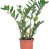 Zamioculcas (Zamioculcas Zamiifolia) D 14 H 50 Cm 1 Zamioculcas (Zamioculcas Zamiifolia) D 14 H 50 Cm -Groene Bloom Winkel 8717263113294 3