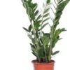 Zamioculcas (Zamioculcas Zamiifolia) D 17 H 60 Cm -Groene Bloom Winkel 8717263113300 3 1