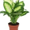 Dieffenbachia (Dieffenbachia 'Camilla') D 12 H 40 Cm 1 Dieffenbachia (Dieffenbachia 'Camilla') D 12 H 40 Cm -Groene Bloom Winkel 8717263113409