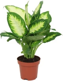 Dieffenbachia (Dieffenbachia 'Camilla') D 12 H 40 Cm 3 Dieffenbachia (Dieffenbachia 'Camilla') D 12 H 40 Cm