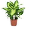 Dieffenbachia (Dieffenbachia 'Camilla') D 17 H 55 Cm 1 Dieffenbachia (Dieffenbachia 'Camilla') D 17 H 55 Cm -Groene Bloom Winkel 8717263113416 1