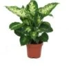 Dieffenbachia (Dieffenbachia 'Compacta') D 12 H 40 Cm -Groene Bloom Winkel 8717263113430 1