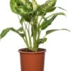 Dieffenbachia (Dieffenbachia 'Compacta') D 17 H 60 Cm -Groene Bloom Winkel 8717263113447 1