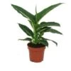 Dieffenbachia (Dieffenbachia 'Green Magic') D 12 H 40 Cm 2 Dieffenbachia (Dieffenbachia 'Green Magic') D 12 H 40 Cm -Groene Bloom Winkel 8717263113454 1
