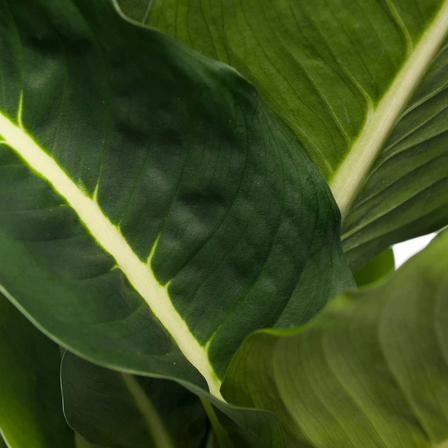 Dieffenbachia (Dieffenbachia 'Green Magic') D 17 H 65 Cm 4 Dieffenbachia (Dieffenbachia 'Green Magic') D 17 H 65 Cm - Afbeelding 2
