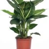 Dieffenbachia (Dieffenbachia 'Green Magic') D 17 H 65 Cm -Groene Bloom Winkel 8717263113461 3