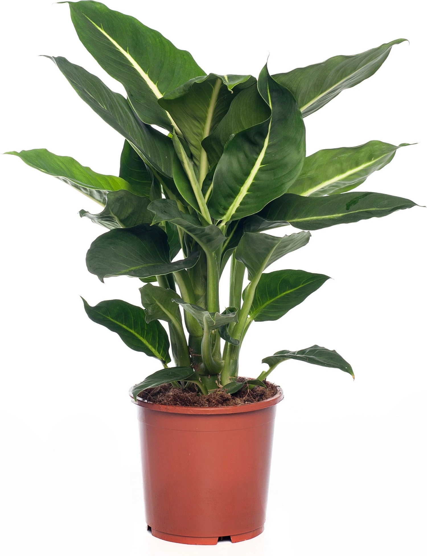 Dieffenbachia (Dieffenbachia 'Green Magic') D 17 H 65 Cm 3 Dieffenbachia (Dieffenbachia 'Green Magic') D 17 H 65 Cm
