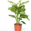 Dieffenbachia (Dieffenbachia 'Sublime') D 17 H 65 Cm -Groene Bloom Winkel 8717263113515 3