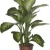 Dieffenbachia (Dieffenbachia Seguine 'Tropic Snow') D 24 H 90 Cm -Groene Bloom Winkel 8717263113539 1 1