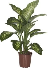 Dieffenbachia (Dieffenbachia Seguine 'Tropic Snow') D 24 H 90 Cm