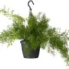 Sierasperge In Hangpot (Asparagus Densiflorus 'Sprengeri') D 17 H 35 Cm 2 Sierasperge In Hangpot (Asparagus Densiflorus 'Sprengeri') D 17 H 35 Cm -Groene Bloom Winkel 8717263113607