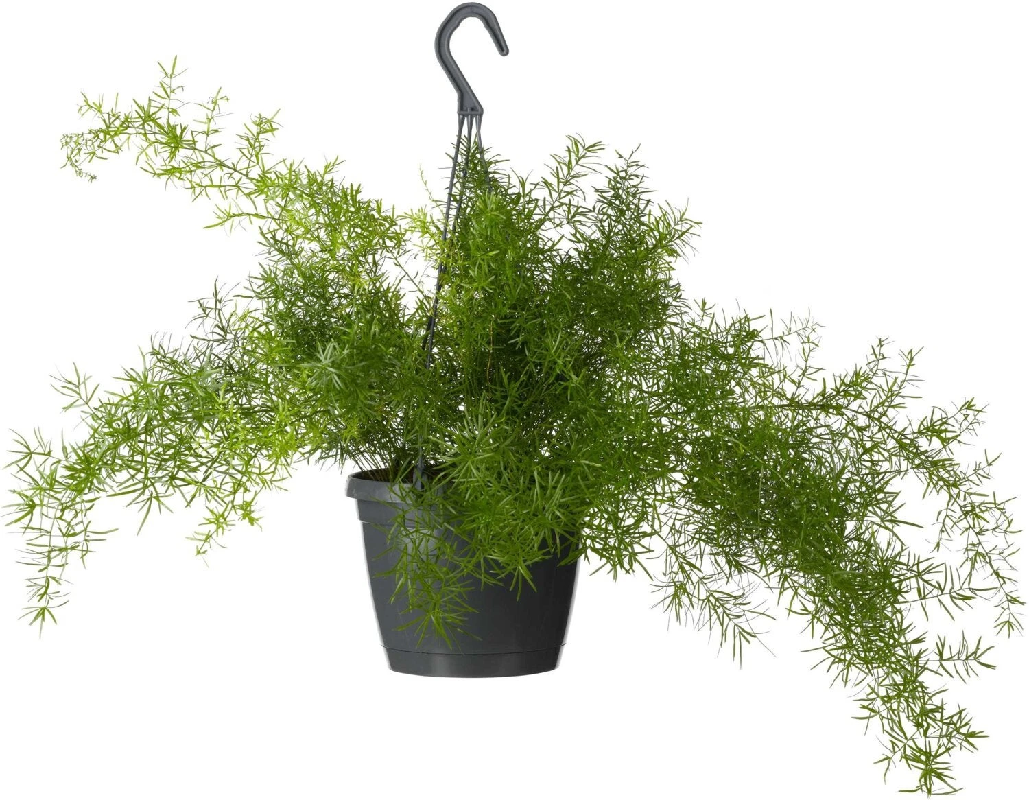 Sierasperge In Hangpot (Asparagus Densiflorus 'Sprengeri') D 17 H 35 Cm 3 Sierasperge In Hangpot (Asparagus Densiflorus 'Sprengeri') D 17 H 35 Cm