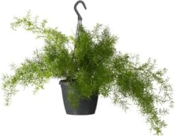 Sierasperge In Hangpot (Asparagus Densiflorus 'Sprengeri') D 17 H 35 Cm 5 Sierasperge In Hangpot (Asparagus Densiflorus 'Sprengeri') D 17 H 35 Cm -Groene Bloom Winkel 8717263113607 1 1