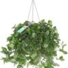 Vaderplant In Hangpot (Tradescantia 'Green Hill') D 17 H 35 Cm -Groene Bloom Winkel 8717263113621