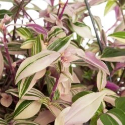 Vaderplant In Hangpot (Tradescantia Fluminensis 'Quadricolor') D 17 H 35 Cm 5 Vaderplant In Hangpot (Tradescantia Fluminensis 'Quadricolor') D 17 H 35 Cm -Groene Bloom Winkel 8717263113652 2