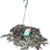 Vaderplant In Hangpot (Tradescantia Zebrina 'Purpusii') D 17 H 30 Cm 1 Vaderplant In Hangpot (Tradescantia Zebrina 'Purpusii') D 17 H 30 Cm -Groene Bloom Winkel 8717263113676